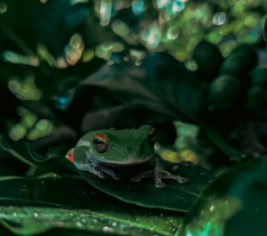 rana en la selva mexicana